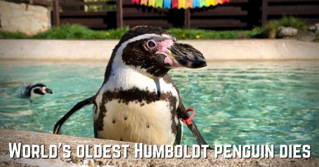 'World's oldest' Humboldt penguin dies